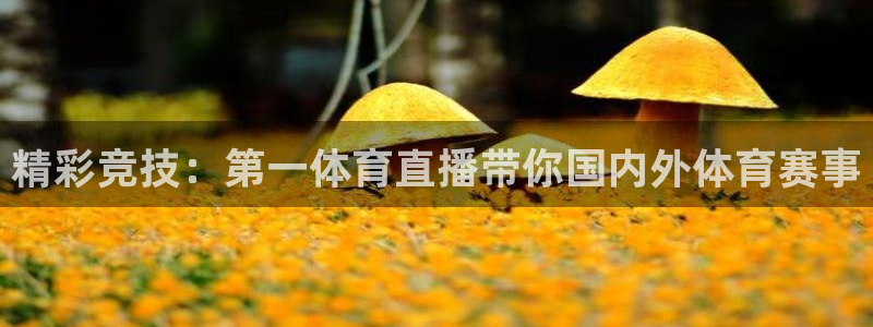 新球体育app：精彩竞技：第一体育直播带你国内外体育赛事